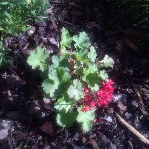 Heuchera sanguinea Scarlet Red