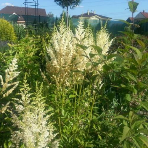 Veĺmi sa mi páči táto kombi-astilbe, krasnoplodka a paniculata