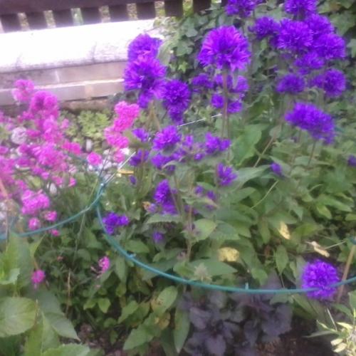 zvonček klbkatý a lychnis