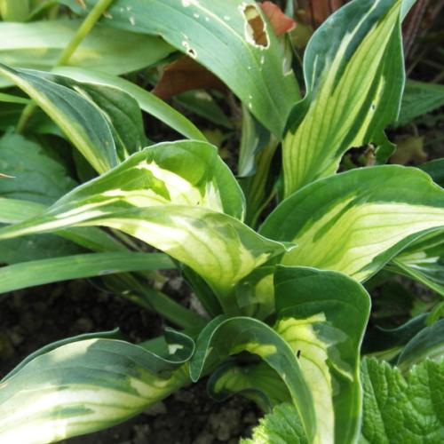 hosta zo supermarketu