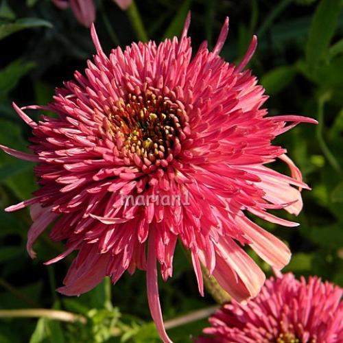 Echinacea