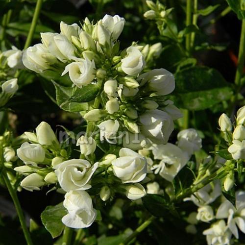 Phlox Tiara 