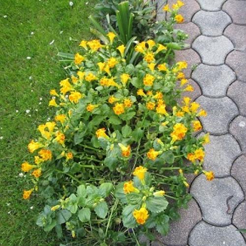 mimulus