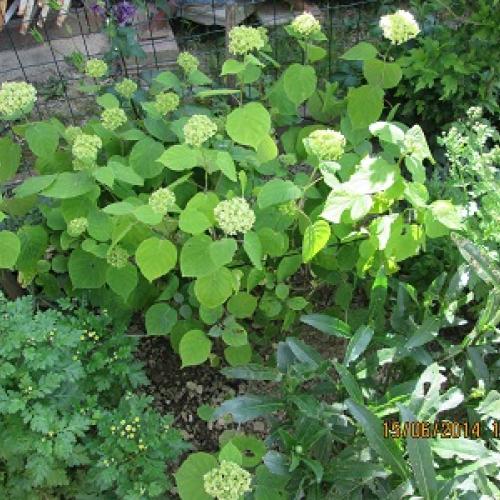 Hortenzia metlinata nabera dych