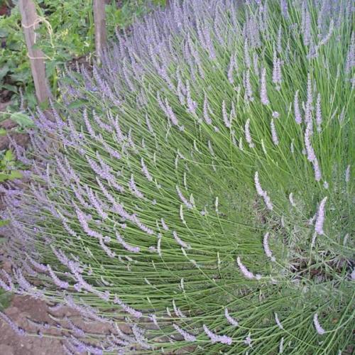rajciny + levandula