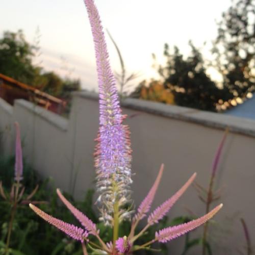 veronicastrum