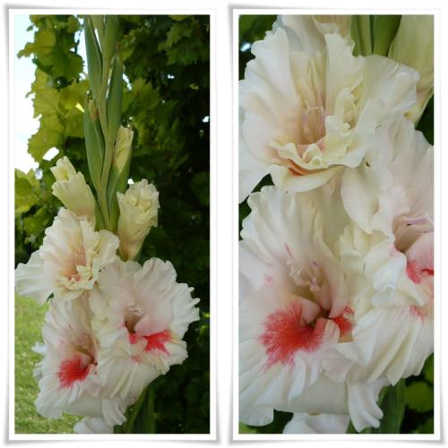Prvá gladiolka mi rozkvitla