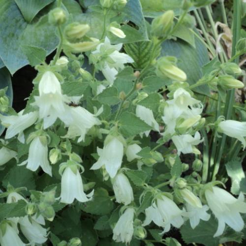 symphyandra pendula
