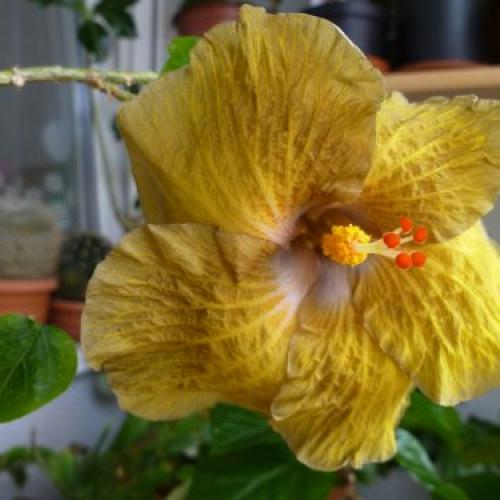 Wallflower