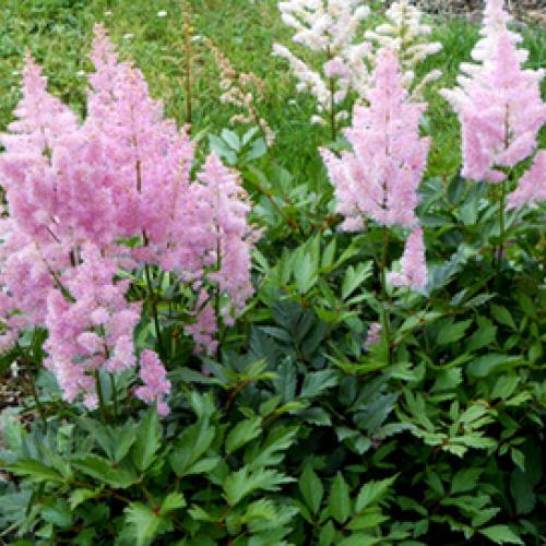 astilbe