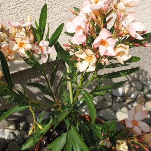 Oleander Angiolo Pucci