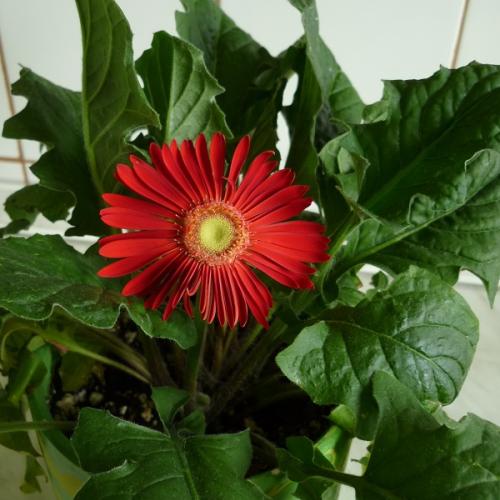 gerbera