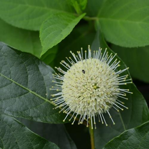 poznáte hlavoš/cephalanthus?