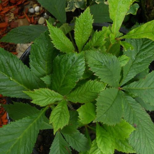 Rodgersia