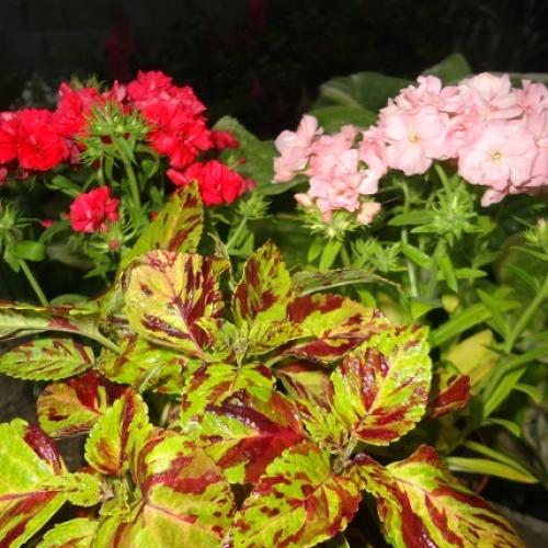 coleus do zbierky