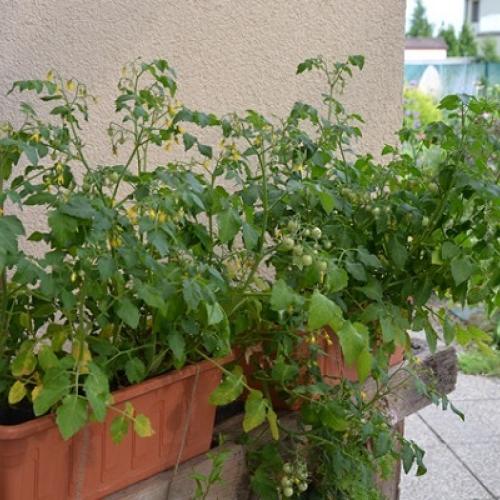 Terasové tomatky
