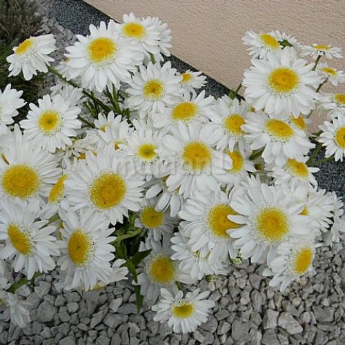 Leucanthemum 