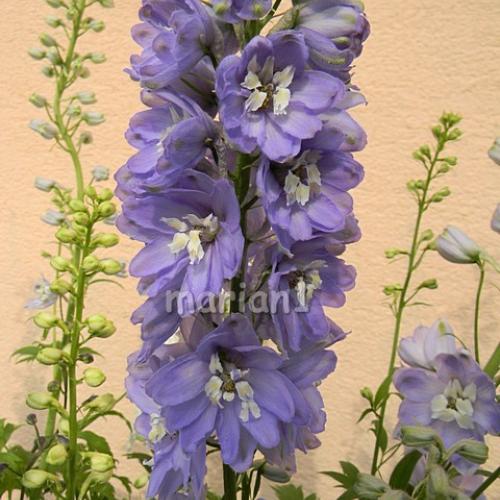 Delphinium