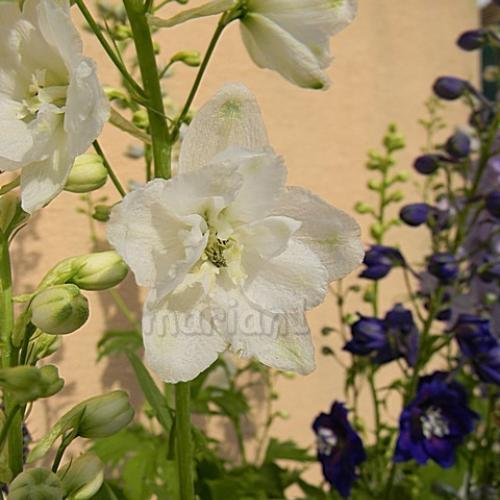 Delphinium