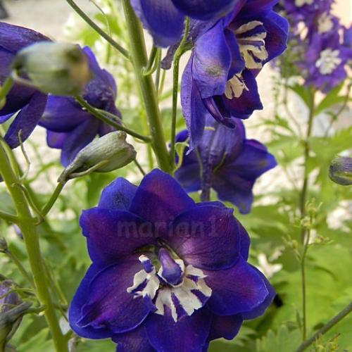 Delphinium 