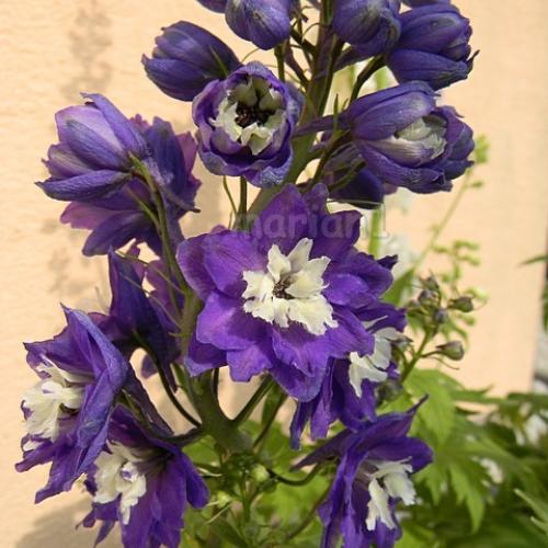 Delphinium