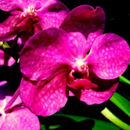 vanda