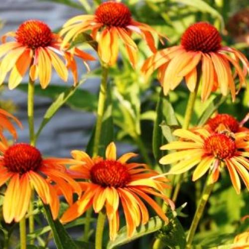 Echinacea purpurea " orange passion " a ostatné kvitnúce