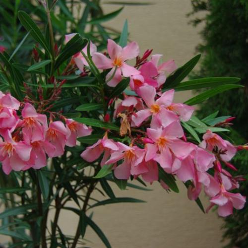 Oleander Corallo Semplice 2