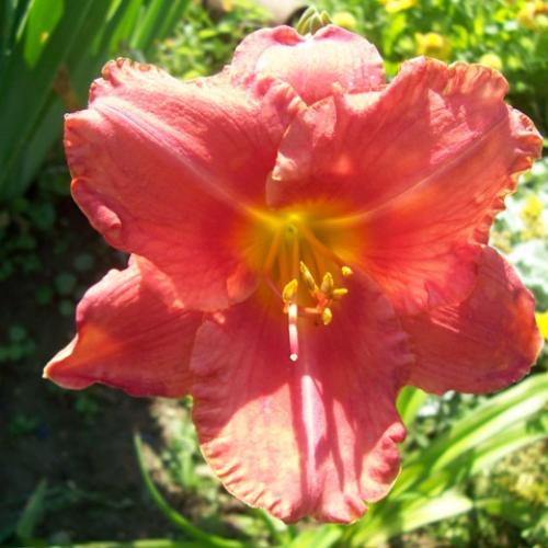 Hemerocallis South Seas