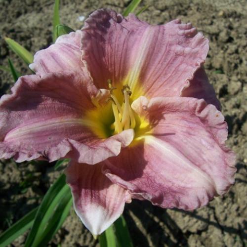 hemerocallis romantic rose