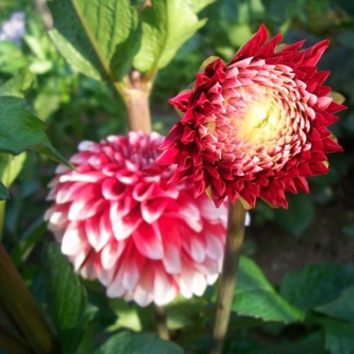 Dahlia Rexona