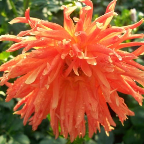 dahlia