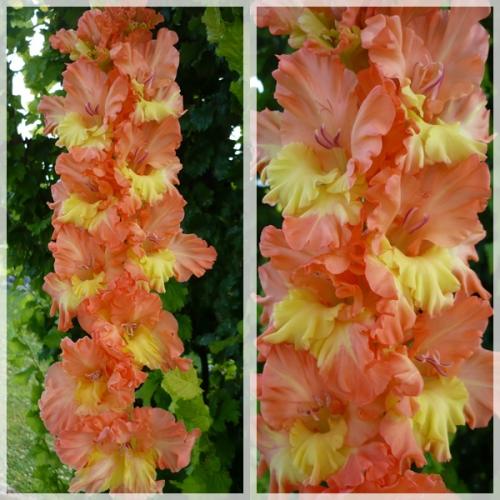 Gladiola ´ANNUŠKA´