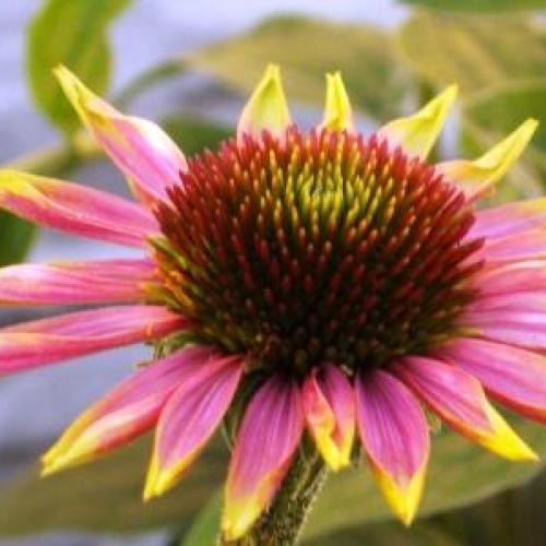 echinacea