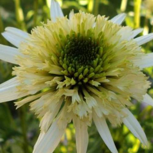 echinacea meringue
