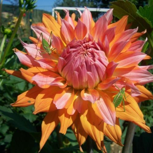 Dahlia orange turmoil s návštevníkmi :)