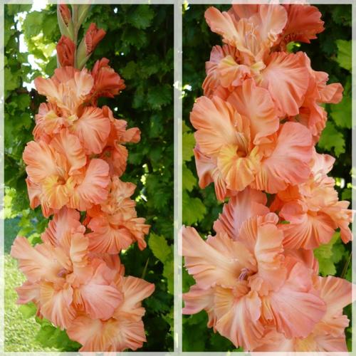 Gladiola ´ŽIARIVÝ FÉNIX´