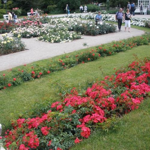 Rozarium Baden