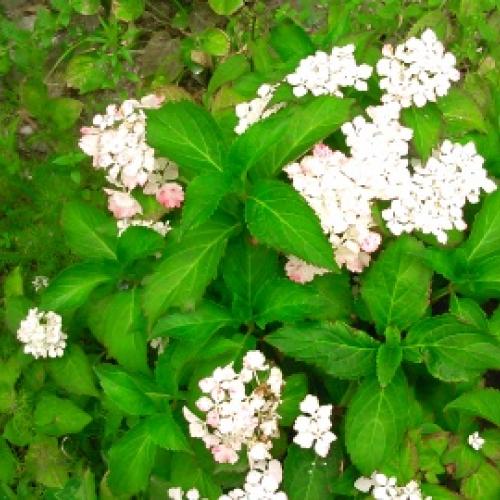 macrophyly 