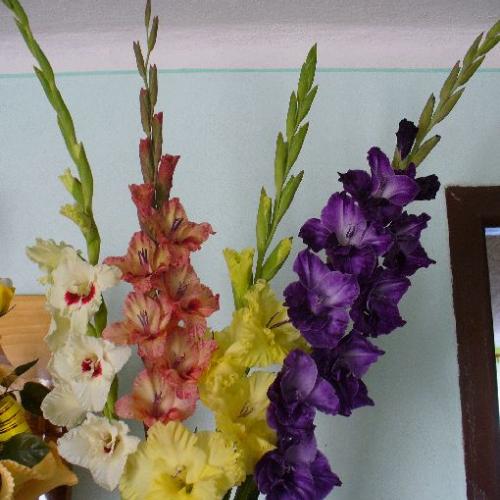 Prvá tohoročná váza s gladiolmi