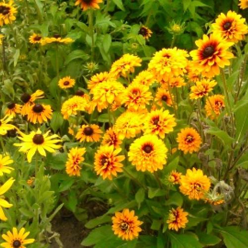 rudbekie