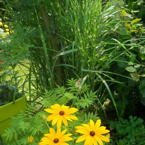 Rudbekia