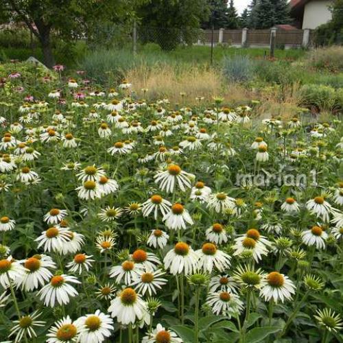 Echinacea už rozkvitla