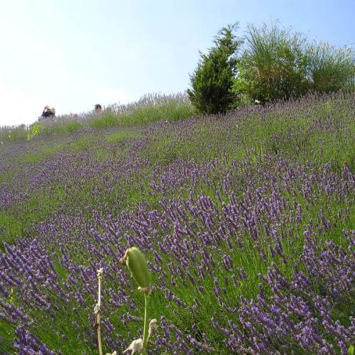 levandula