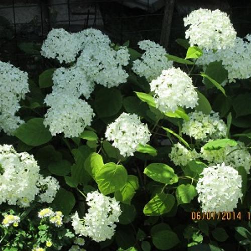 Hortenzia 