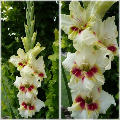Gladiola ´ARAMIS´