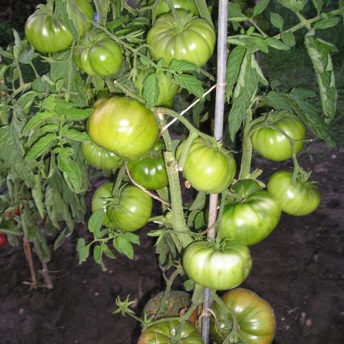 rajčiny