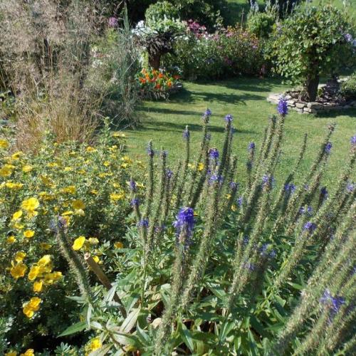 slovenské echium :-)))