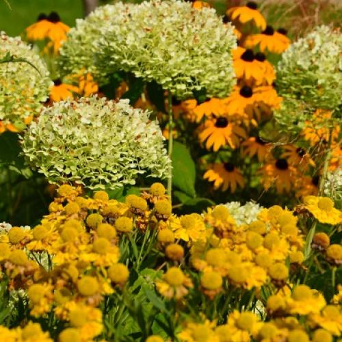 hortka v objatí helénií a rudbeckií