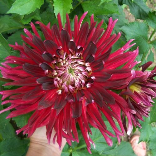 dahlia manhattan island